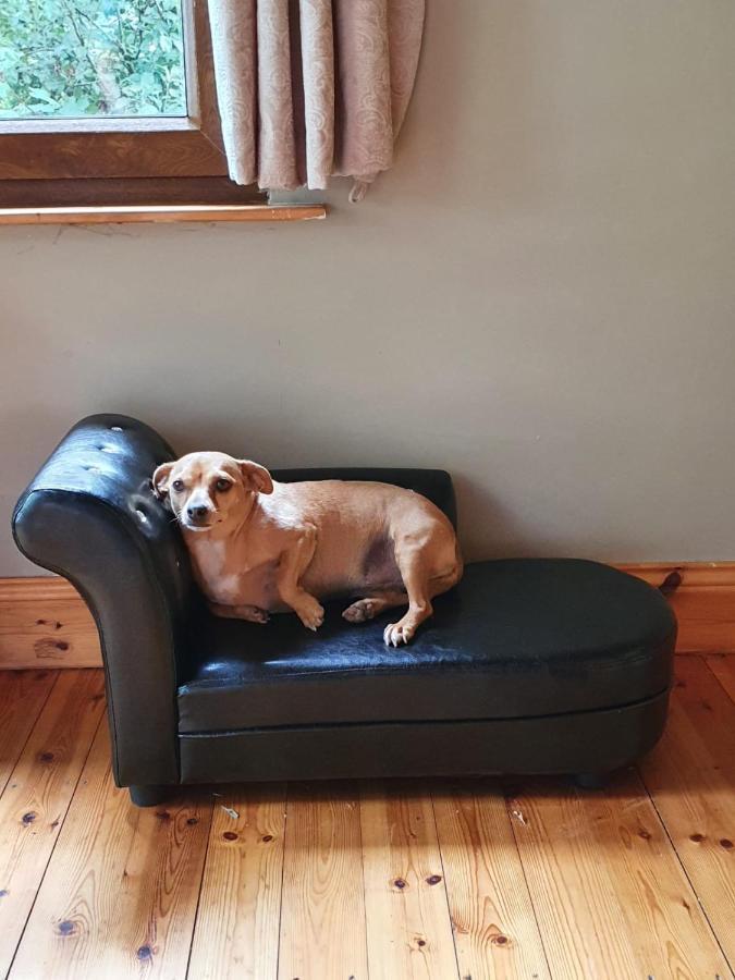 Stay With Your Pet 킬라니 외부 사진
